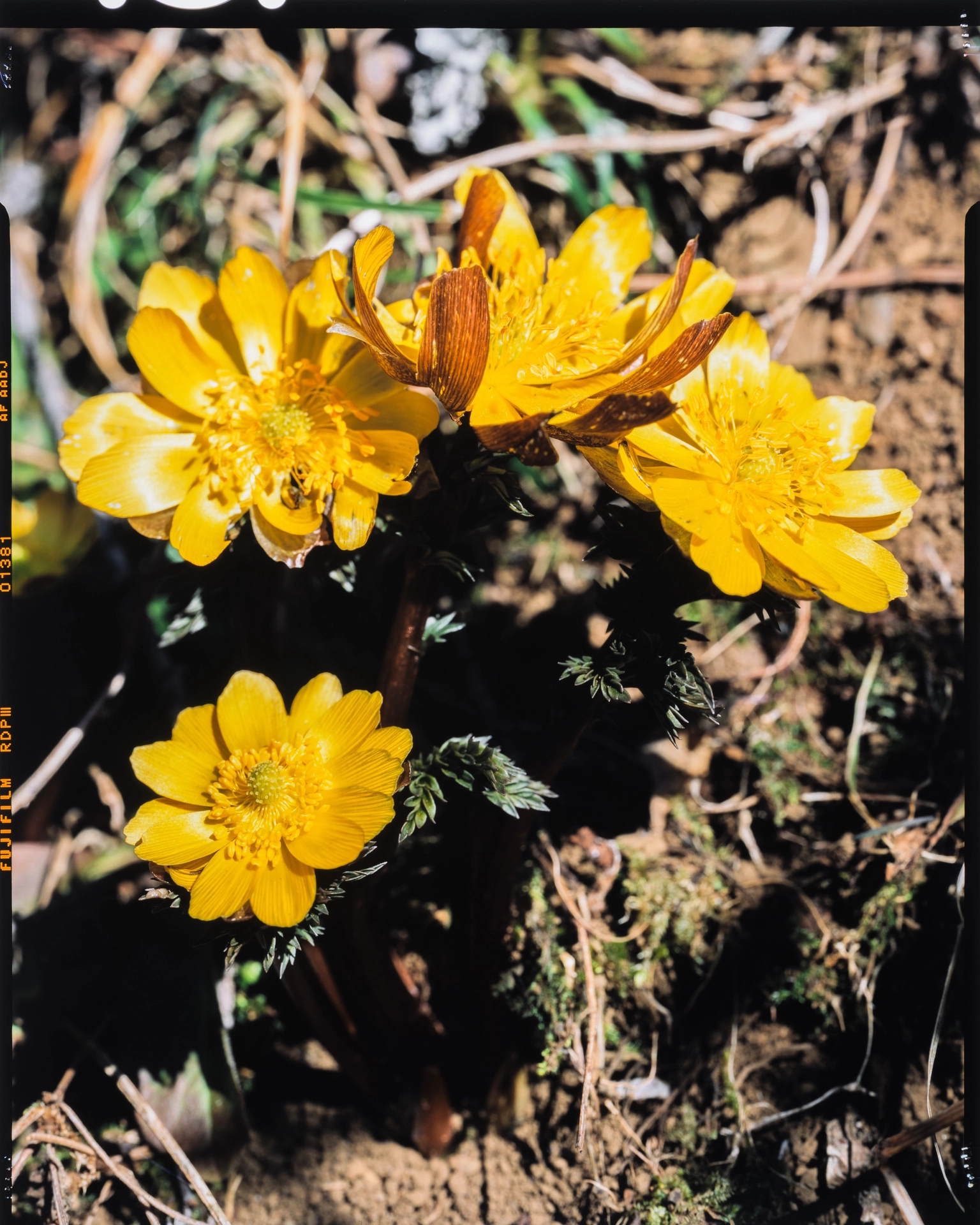 Adonis multiflora